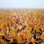 Fog lifting over bare Sangiovese vines at Villa Vignamaggio in early morning light